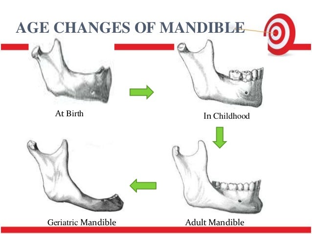 Adult mandible images